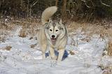 SIBERIAN HUSKY 751